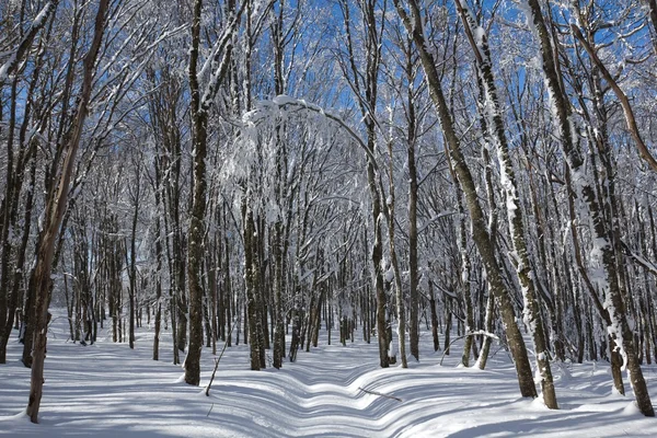 Winter forest by a sunny day — Stock Photo, Image