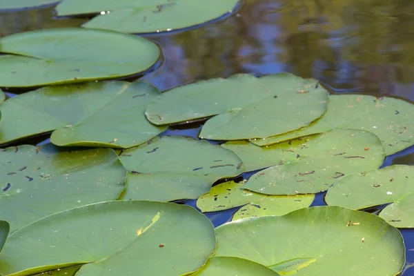 Feuilles de nénuphar flottant sur une eau — Photo