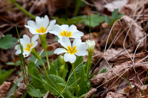 Beautiful spring flowers — Stock Photo, Image