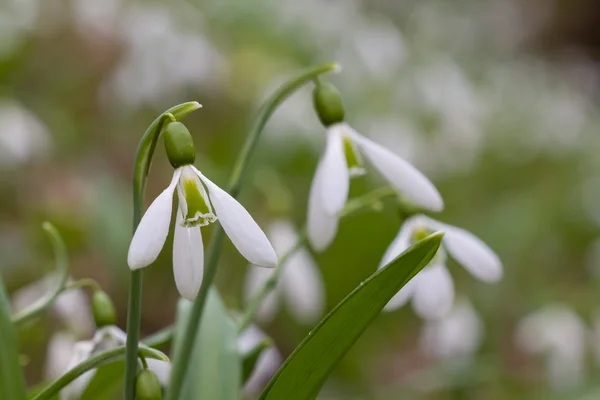 Fechar gotas de neve primavera — Fotografia de Stock