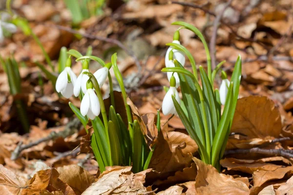 Gotas de neve de primavera entre umas folhas secas — Fotografia de Stock