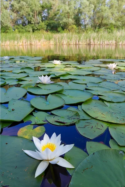 White water lily — Stock Photo, Image