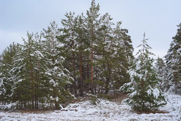 Winter pine tree forest — Stock Photo, Image