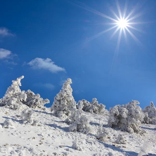 Forêt hivernale enneigée — Photo