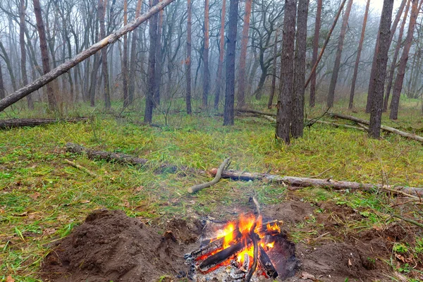 Ormanda kamp ateşi — Stok fotoğraf