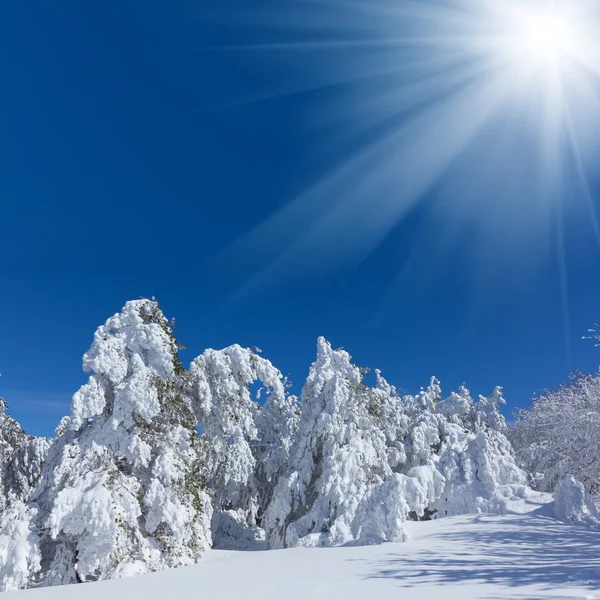 Zimní Les slunečný den — Stock fotografie