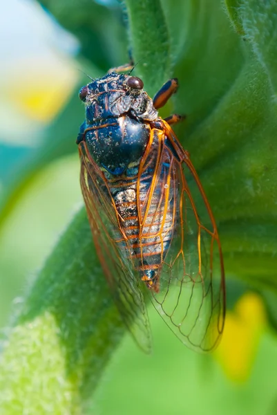 Большая цикада сидит на цветке — стоковое фото