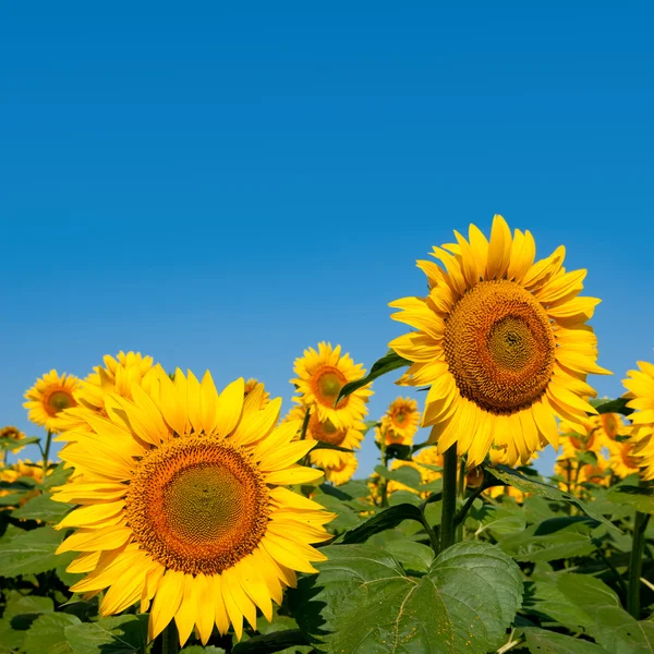 Zomer zonnebloem veld — Stockfoto