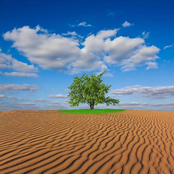Oasis in a sand desert — Stock Photo, Image