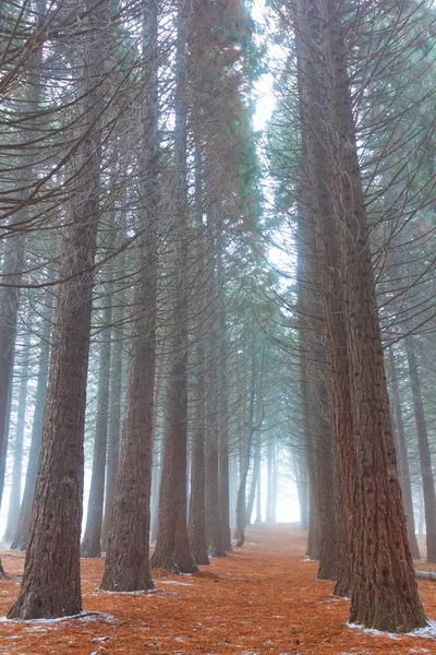 Fenyő erdő a ködben — Stock Fotó
