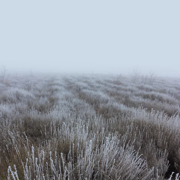 Зимние прерии — стоковое фото