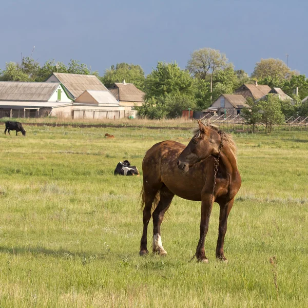 Pferd auf einer Weide — Stockfoto