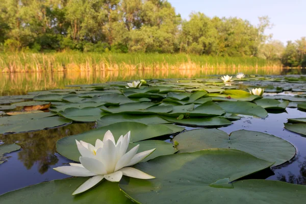 Letní řeka s liliemi — Stock fotografie