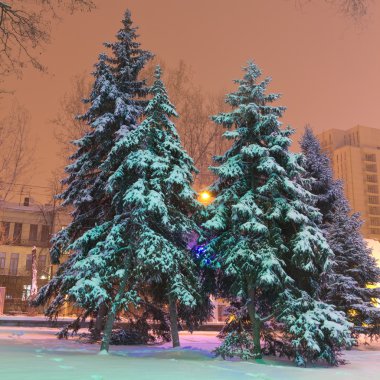 çam ağaçlarının bir gece kasabada