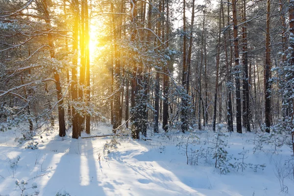 Forêt hivernale sous les rayons du soleil — Photo