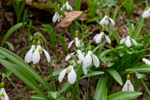 Closeup snowdrops — Stock Photo, Image