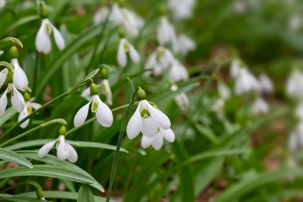 Skogen glade i en snödroppar — Stockfoto