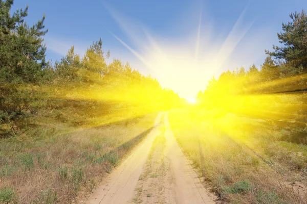 Road in a pine tree forest — Stock Photo, Image