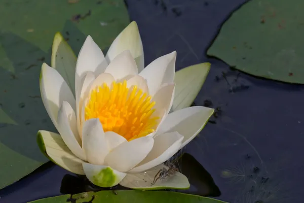 Closeup white water lily — Stock Photo, Image