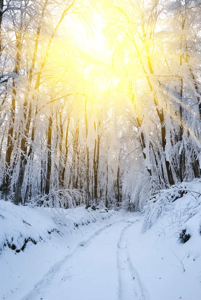 冬季森林中的太阳光线 — 图库照片