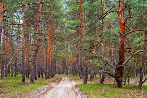Estrada em uma floresta de pinheiro — Fotografia de Stock