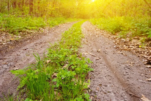 Camino de tierra en un rayo de sol — Foto de Stock