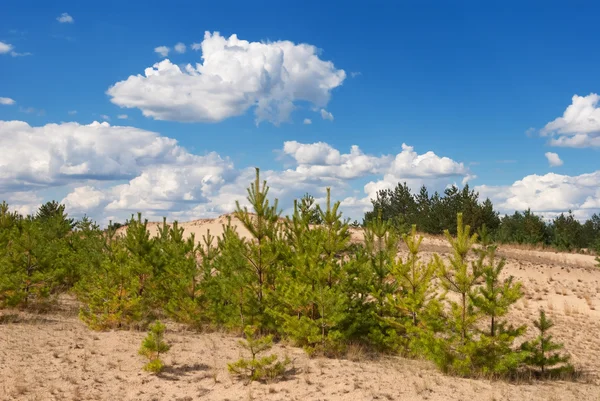 Pine trees on a sand — Stock Photo, Image