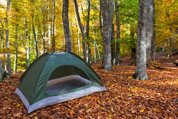 Toeristische kamp in een forest — Stockfoto