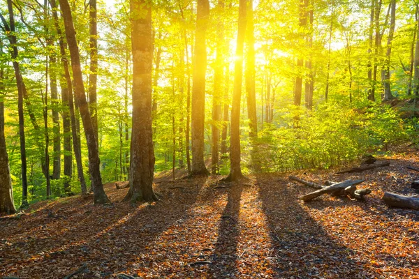 Vroege ochtend in een groen bos — Stockfoto