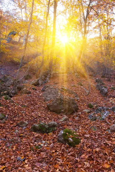 Skogen i en strålar från solen — Stockfoto