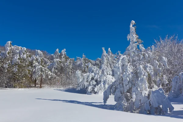 Foresta invernale — Foto Stock