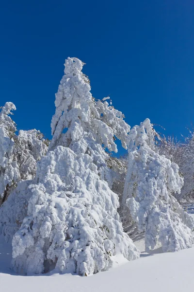 Високе соснове дерево в снігу — стокове фото