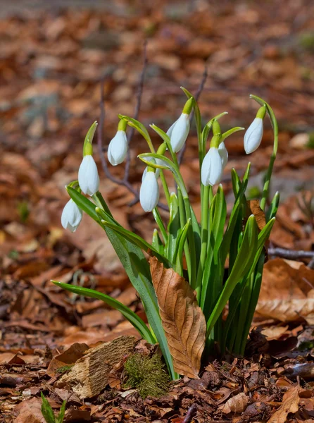 Beautiful snowdrop bush — Stock Photo, Image