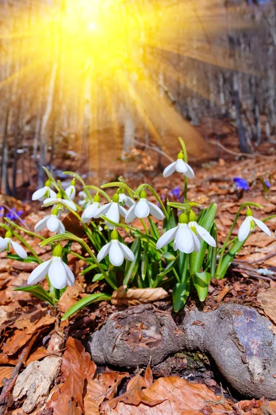 Snowdrop buisson dans un rayon de soleil — Photo