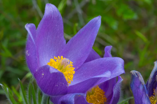 Closeup Fialový květ — Stock fotografie