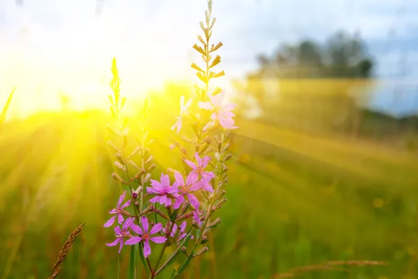 太陽の光の花草原 — ストック写真