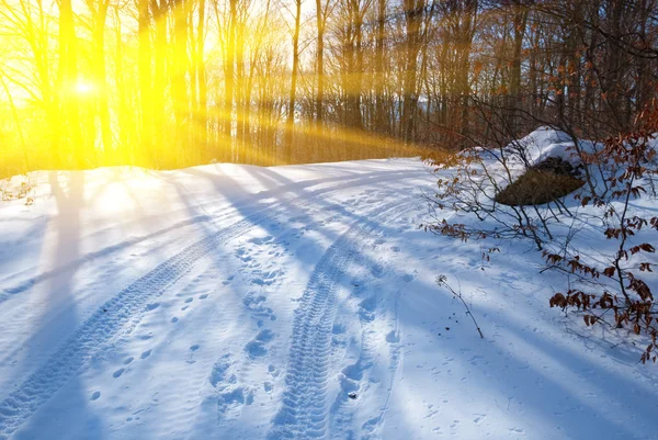 Evening winter forest — Stock Photo, Image