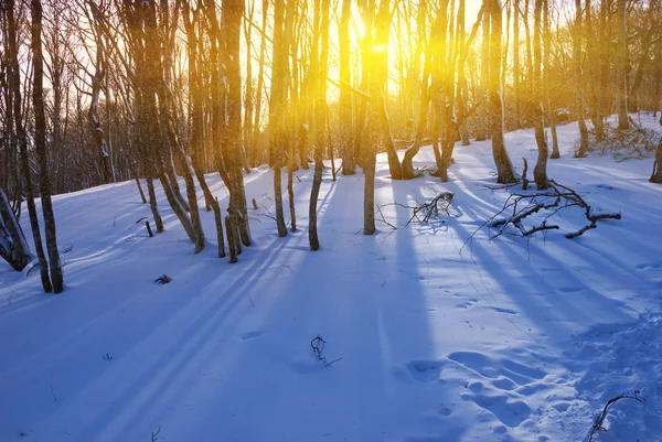 Ruhiger Abend Winterwald — Stockfoto