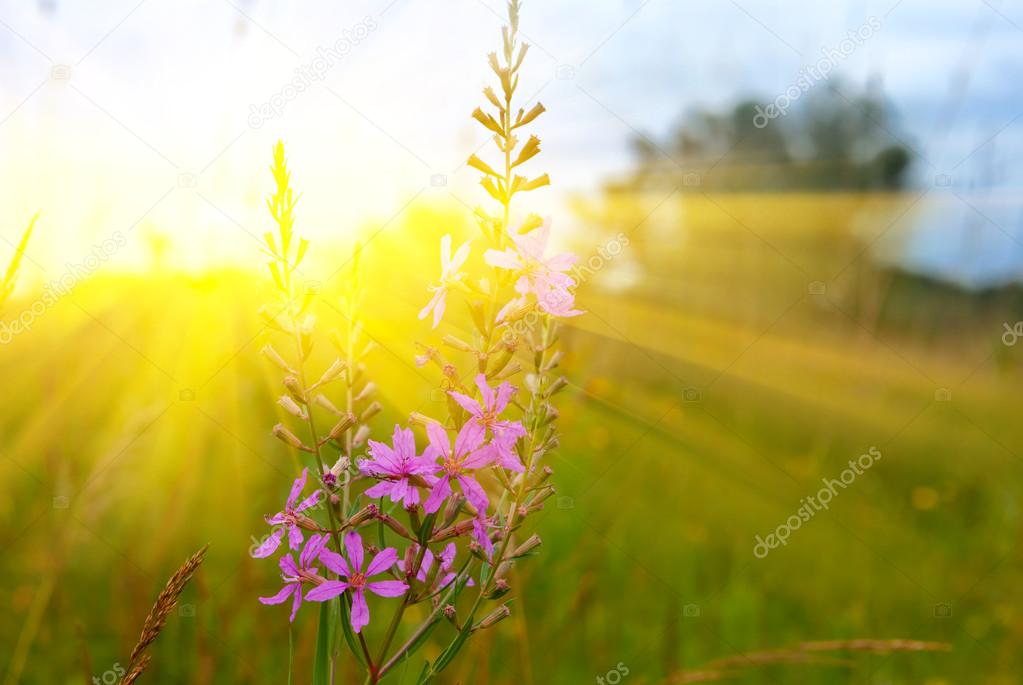 steppe flowers in a rays of sun