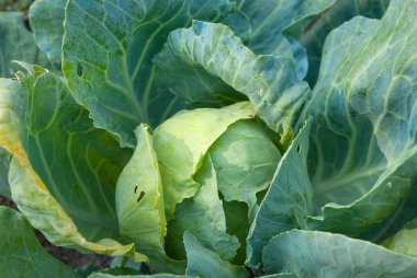 lagre yapraklar yeşil lahana