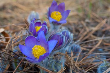 güzel mor çiçekler