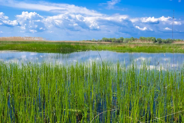 Pequeno lago e campos verdes — Fotografia de Stock