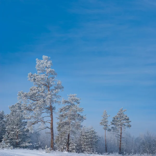 Scène forestière hivernale — Photo