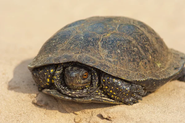 Turtle op een zand — Stok fotoğraf