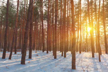 güneş ışınlarının ormanında kış