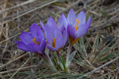 küçük mor bir kuru otların arasında crocus grubu