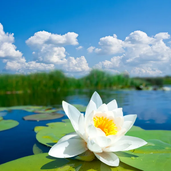 Closeup white water lily — Stock Photo, Image