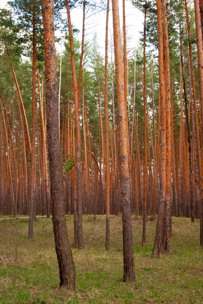 Summer pine tree forest — Stock Photo, Image