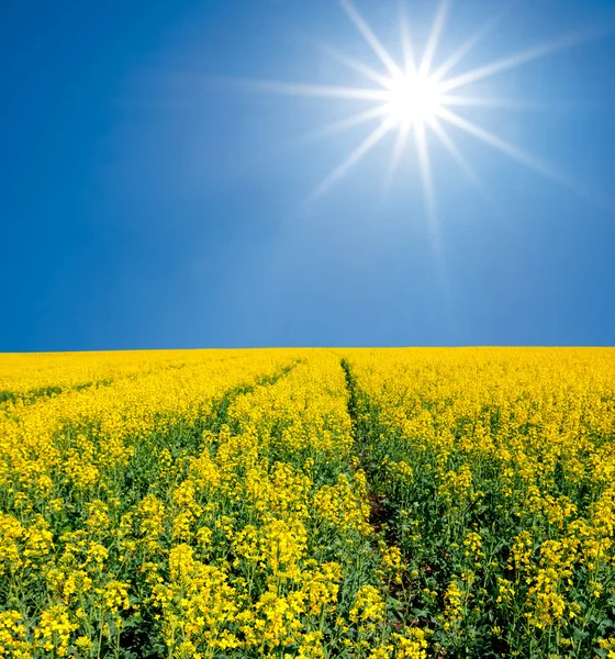 Campo de violación amarillo —  Fotos de Stock