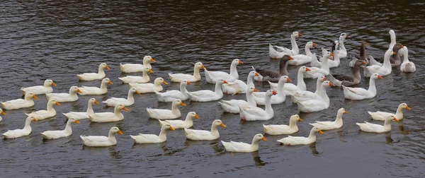 Troupeau de canards nageant sur la rivière — Photo